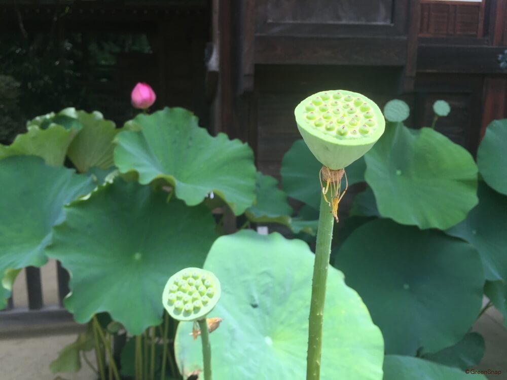 布施というは不貪（ふとん）なり。不貪（ふとん）というは貪（むさぼ）らざるなり。 - 道元禅師（曹洞宗開祖。1200-1253）