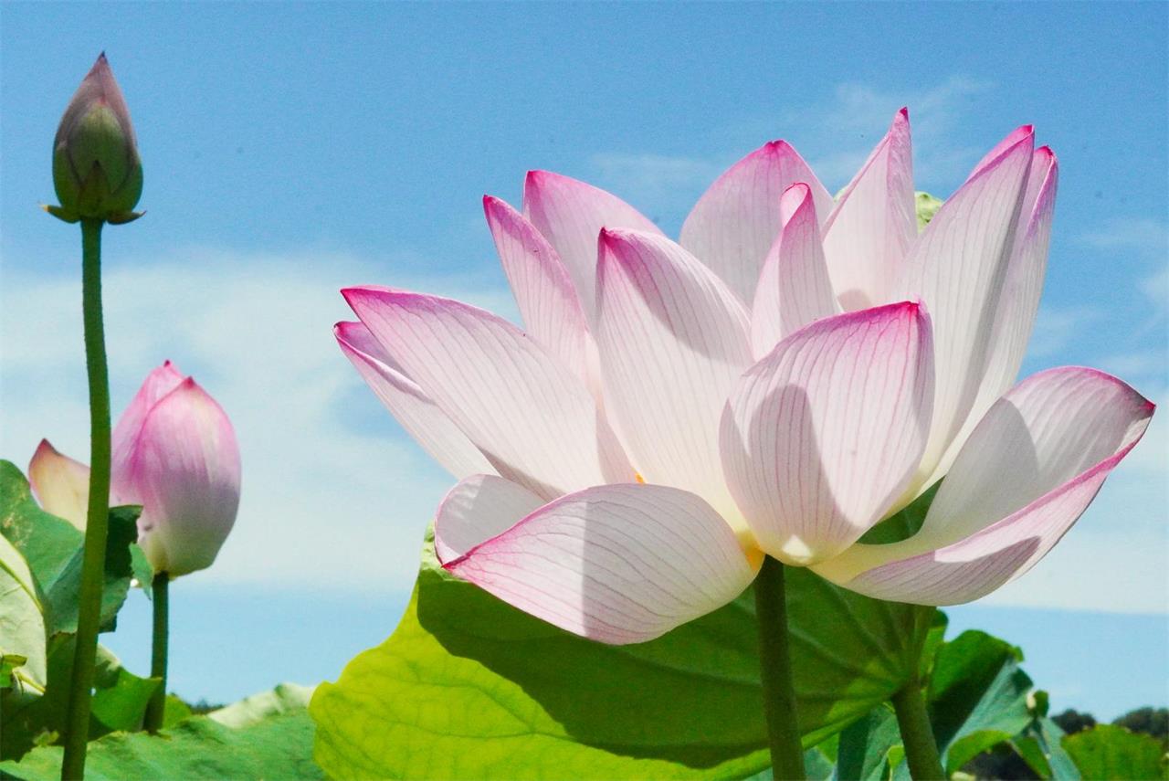 或（あるい）は火のごとく信ずる人もあり。或は水のごとく信ずる人もあり。 - 日蓮上人（日蓮宗宗祖。1222-1282）